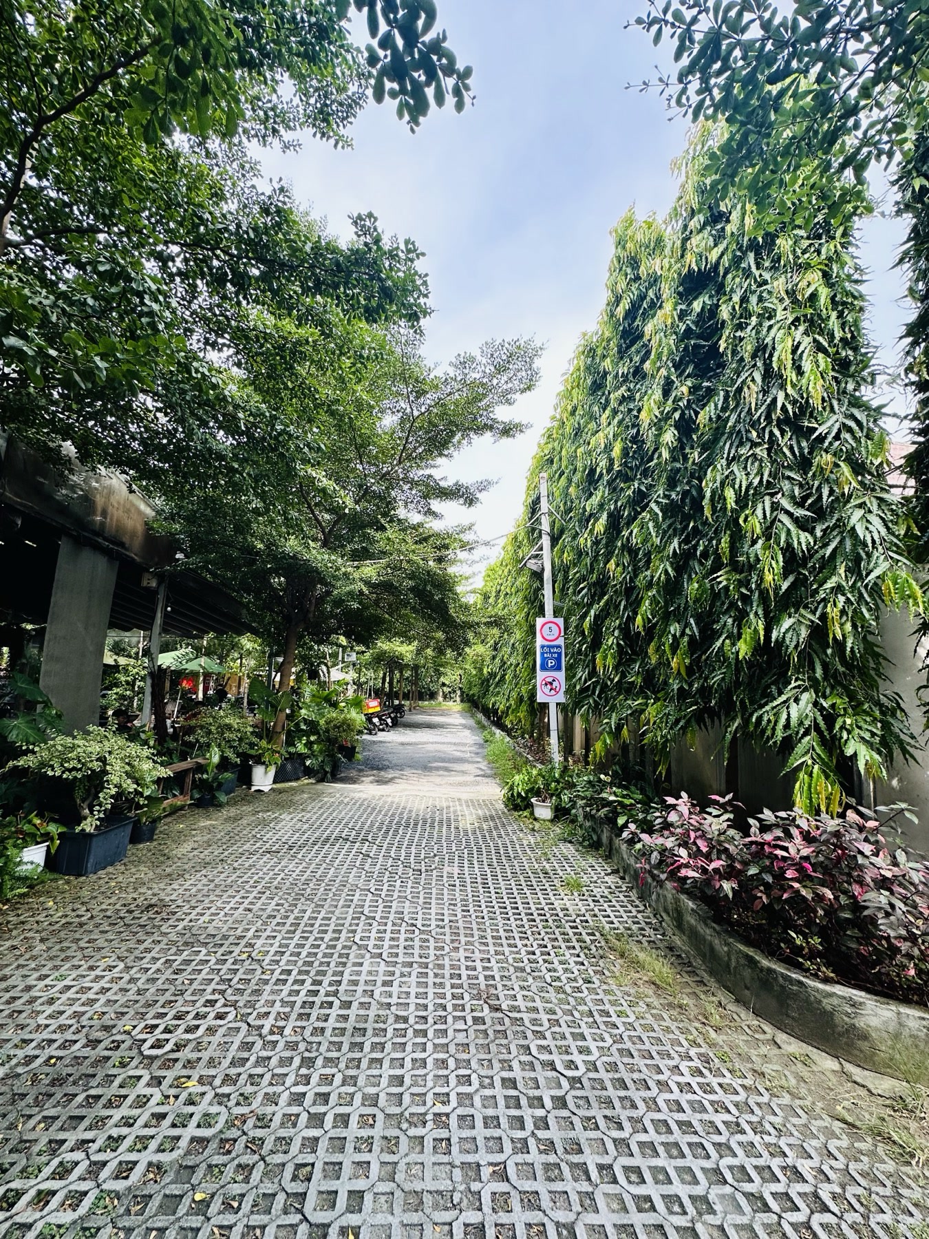 Lối đi rợp cây xanh trong khu vườn The Coffee Health