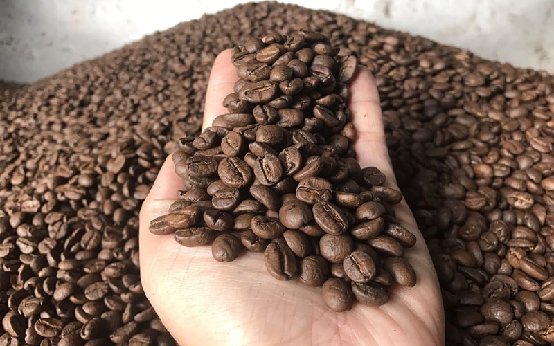 Khám Phá Cà Phê Arabica Và Robusta – Chúng Là Gì Và Lý Do Quan Trọng