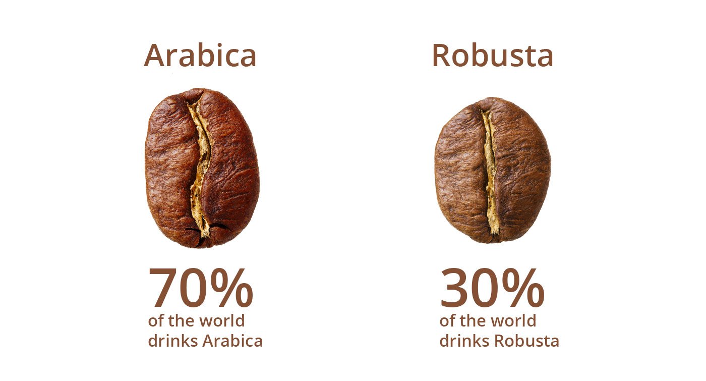 Khám Phá Cà Phê Arabica Và Robusta – Chúng Là Gì Và Lý Do Quan Trọng