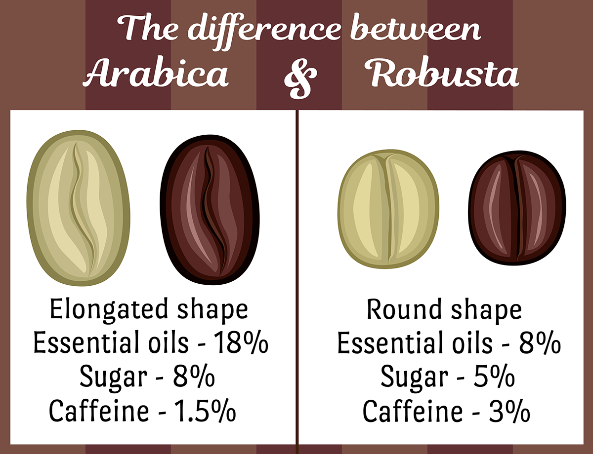 kham pha ca phe arabica va robusta chung la gi va ly do quan trong 68b01a0d5e44c