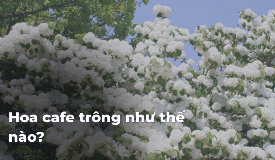 09a5d909ada6d140575ea20ecd537fbdiIbisQ