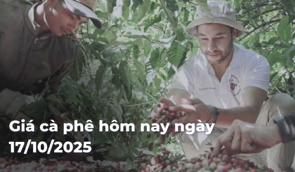 Giá cà phê hôm nay ngày 17/10/2025 0a1ea92aefe473342b038becca226081gdSYBR