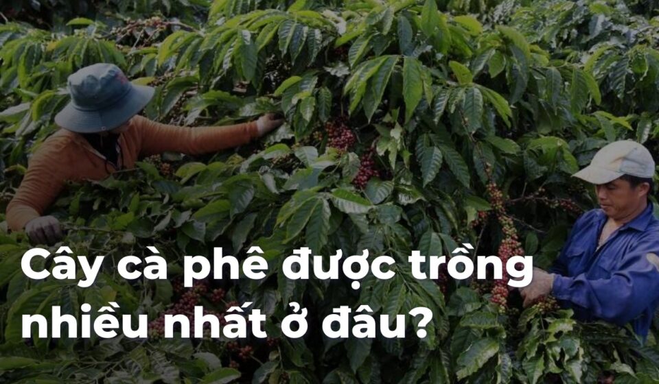 Cây cà phê được trồng nhiều nhất ở đâu? 43a425cf709a8c80d9de344151afe00fJ0346e