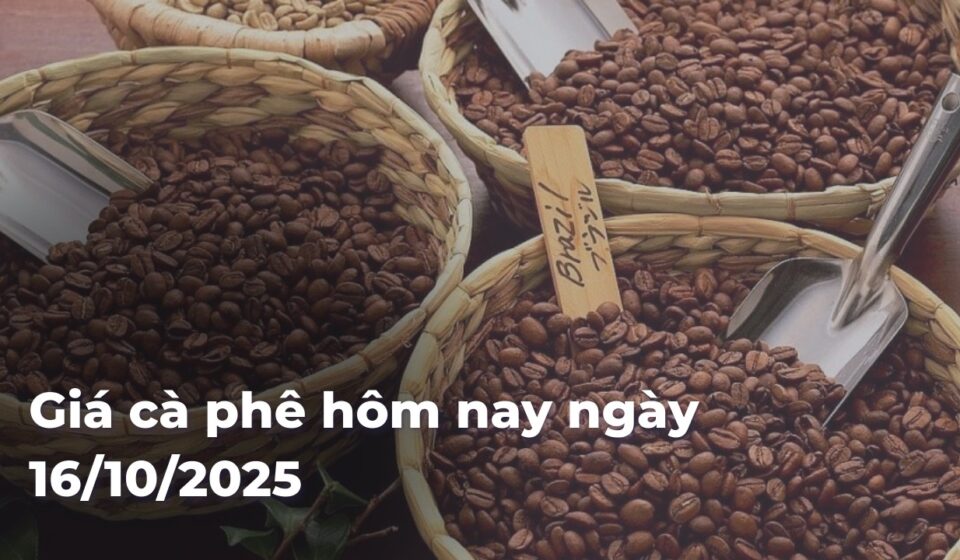 Giá cà phê hôm nay ngày 16/10/2025 87bb55663ef115ead1bdd9932b8bf9a9X4HvQt