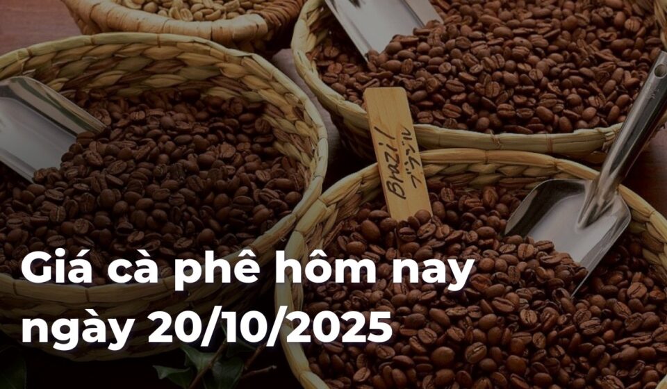 Giá cà phê hôm nay ngày 20/10/2025 f6a5ca17f444bb61e52960b4caf04262E9yJ0e